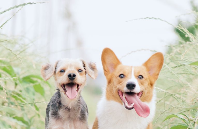 Preventing Home Dog Fights in Norman
